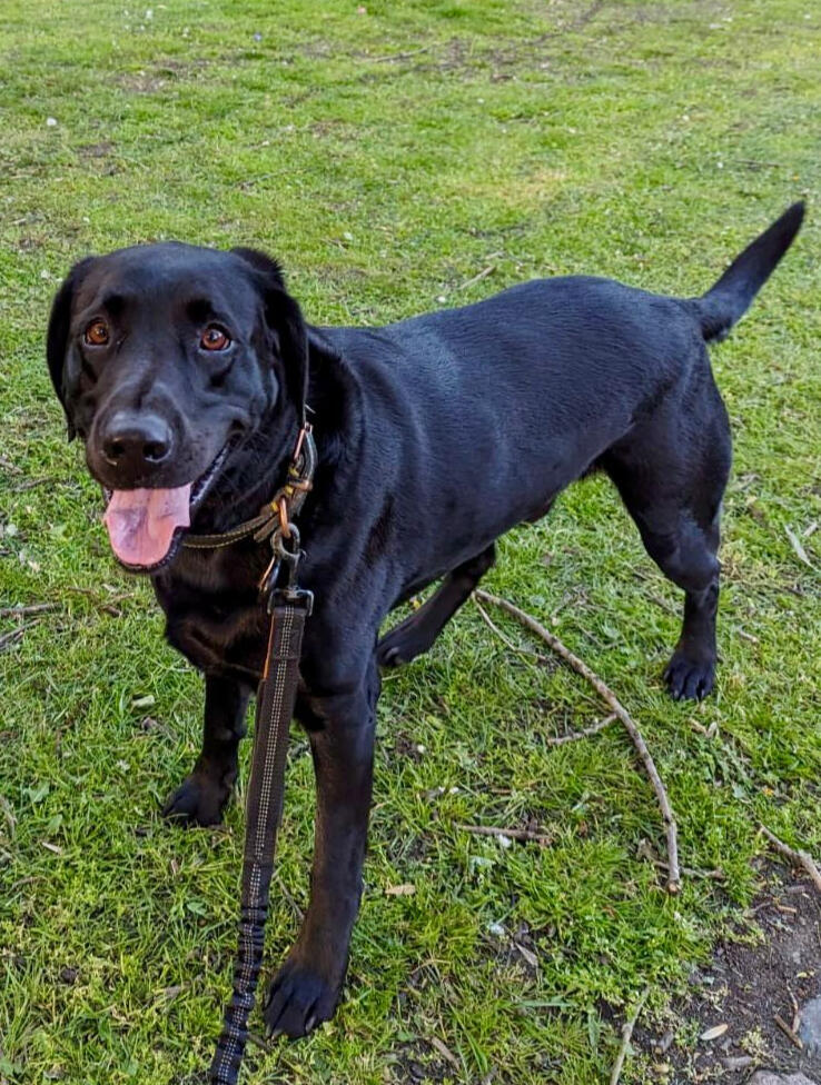 Welcome to Pawtobby Pet Care Birmingham Pawtobby - Professional dog sitter and dog walking services in Birmingham City Centre B1