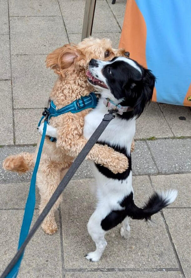 Pawtobby - Trusted pet sitter Birmingham Simi providing dog and cat care Serving: B1, B2, B3, B4, B15, B16, B18 (City Centre, Jewellery Quarter, Digbeth, Edgbaston, Westside)