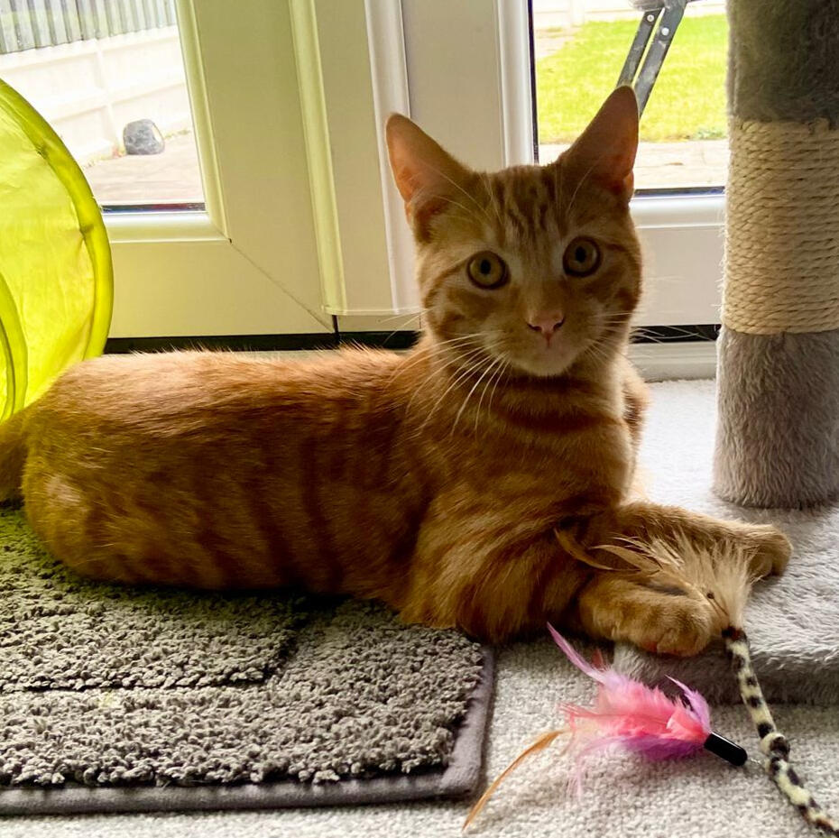 Loving Cat and Small Pet Sitting in Birmingham Cat sitter Birmingham with specialized rabbit sitter and fish sitter Birmingham visits - Pawtobby
